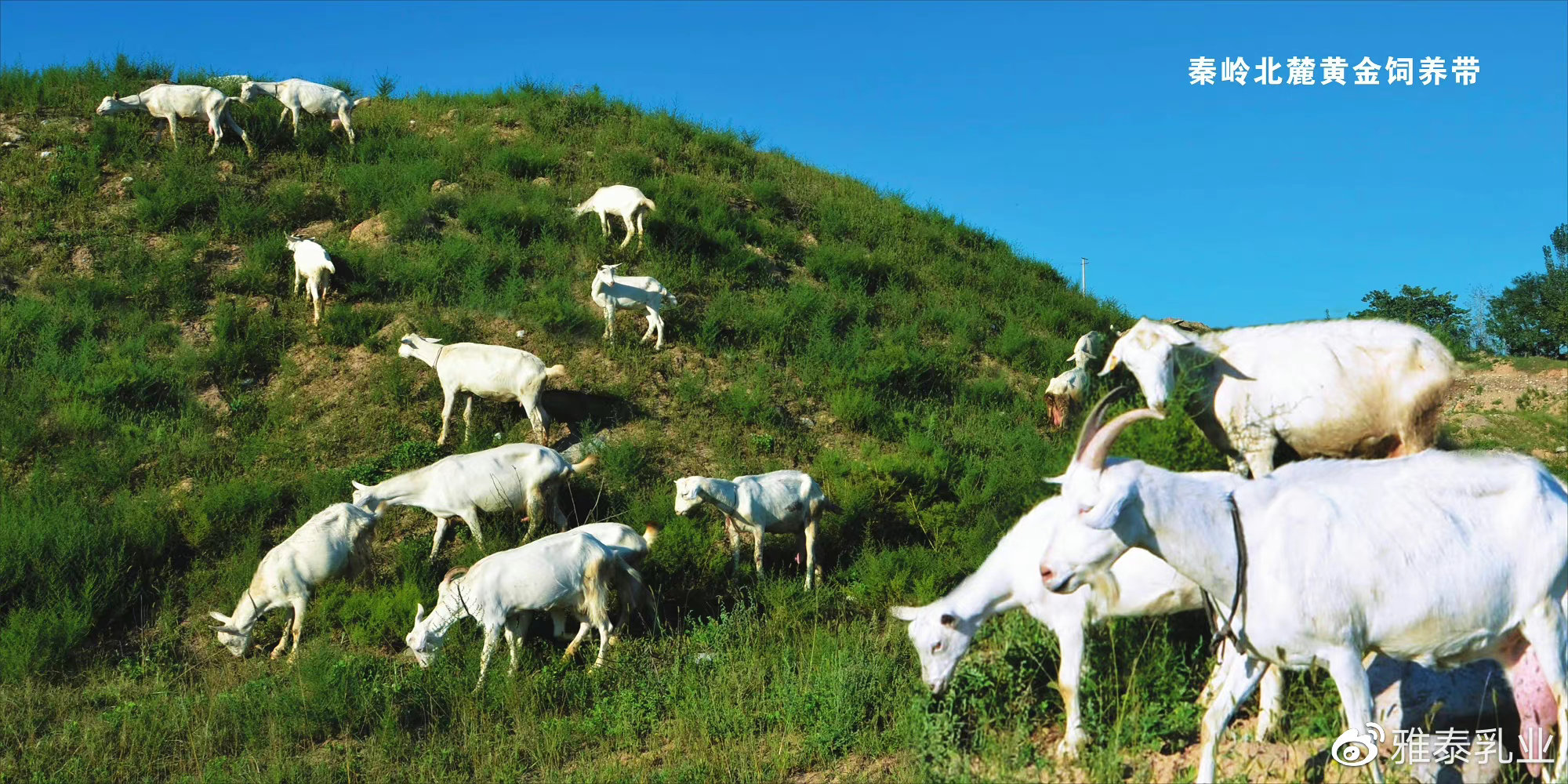 如何挑选正宗羊奶粉品牌,如何选择最好的羊奶粉品牌