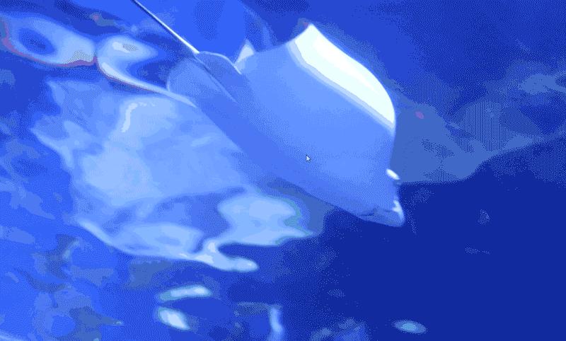 滨州海底世界5.1演出时间表,滨州海底世界39.9团购票