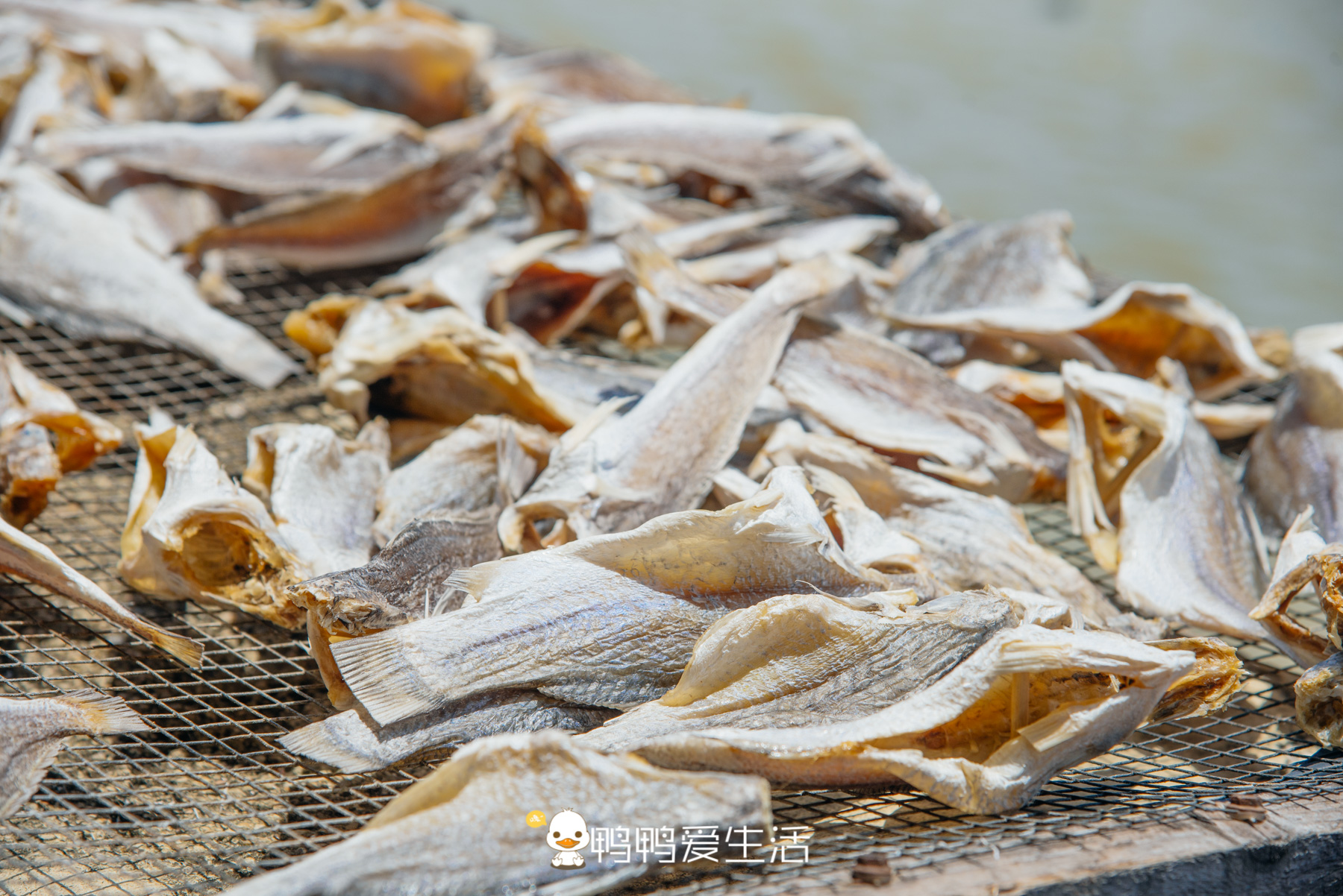 南沙十九涌渔人码头路边海鲜,广州十九涌海鲜码头