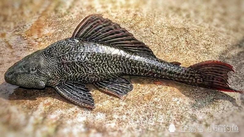 严禁放生或丢弃怎么无害化处理,外来物种入侵广东钓友最讨厌的鱼