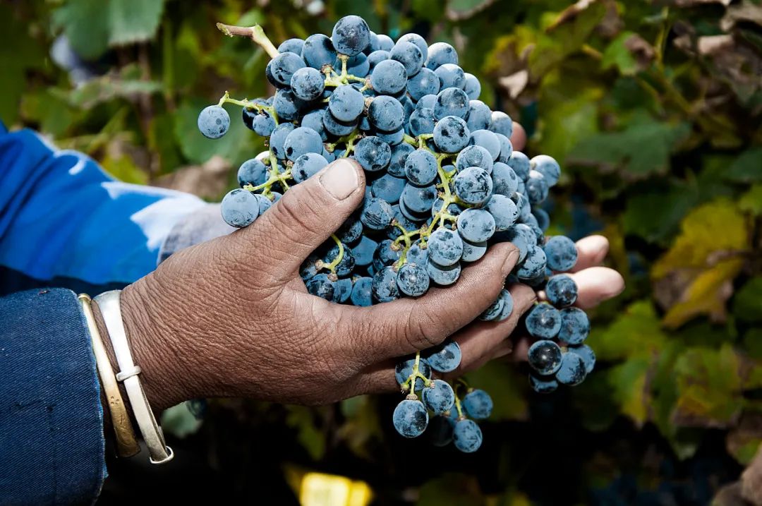 正和岛商界领导,正和岛董事长