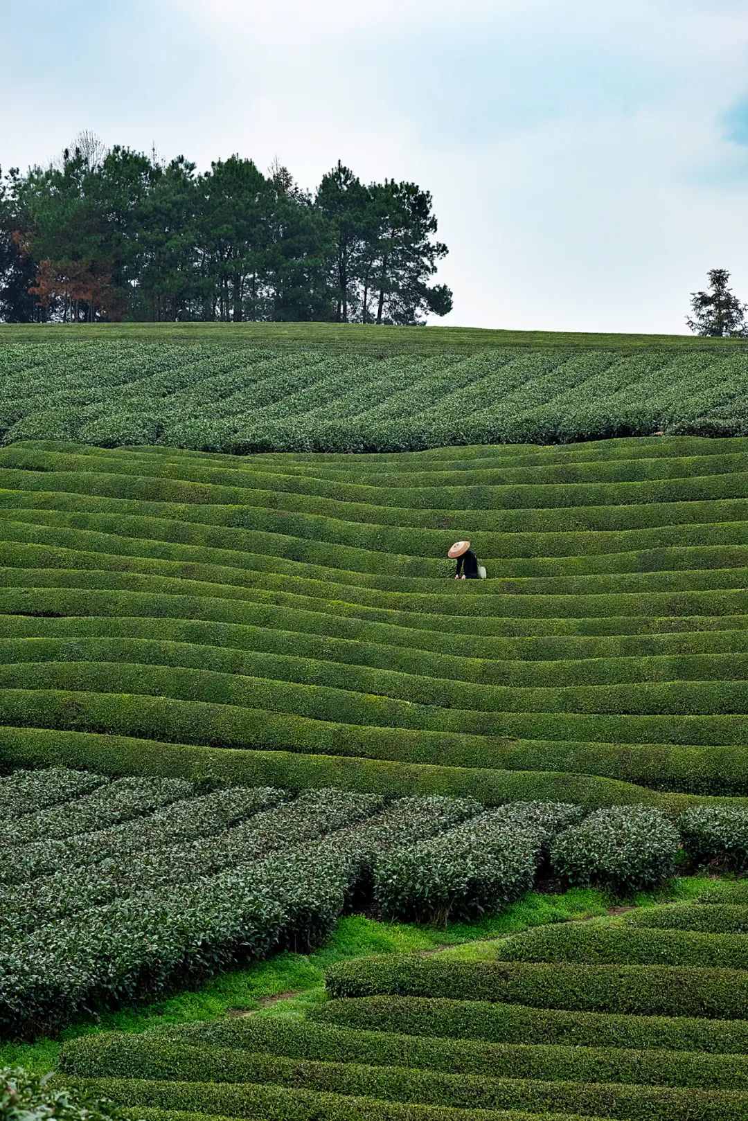中国茶业历史悠久各种各样的茶叶,中国产茶的四大茶区