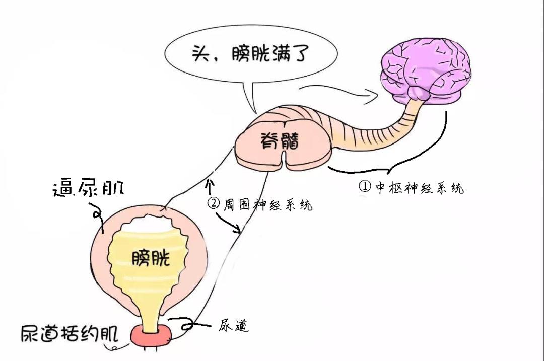 恐惧的时候为啥会尿失禁,吓尿了正常么