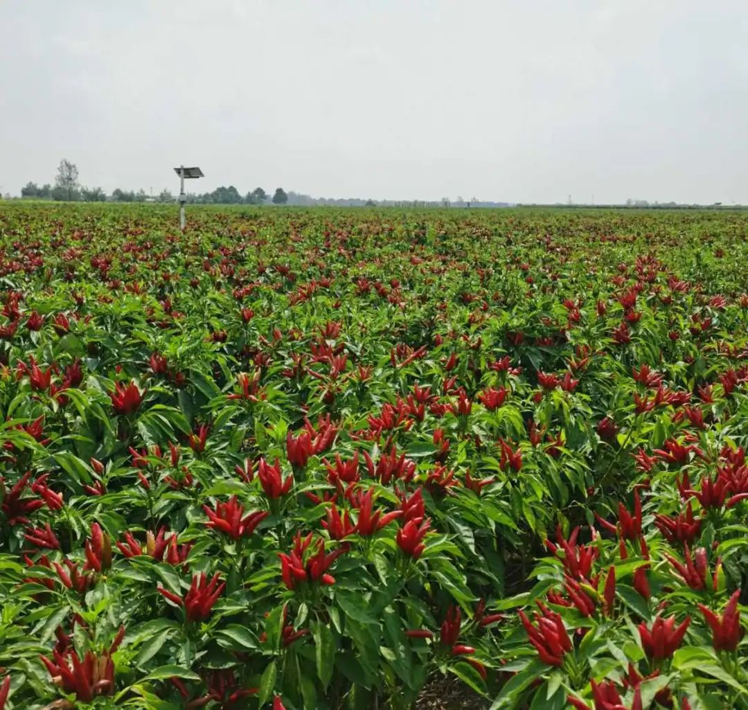 河南小伙放弃百万年薪回家种地,辞掉百万年薪回家种辣椒