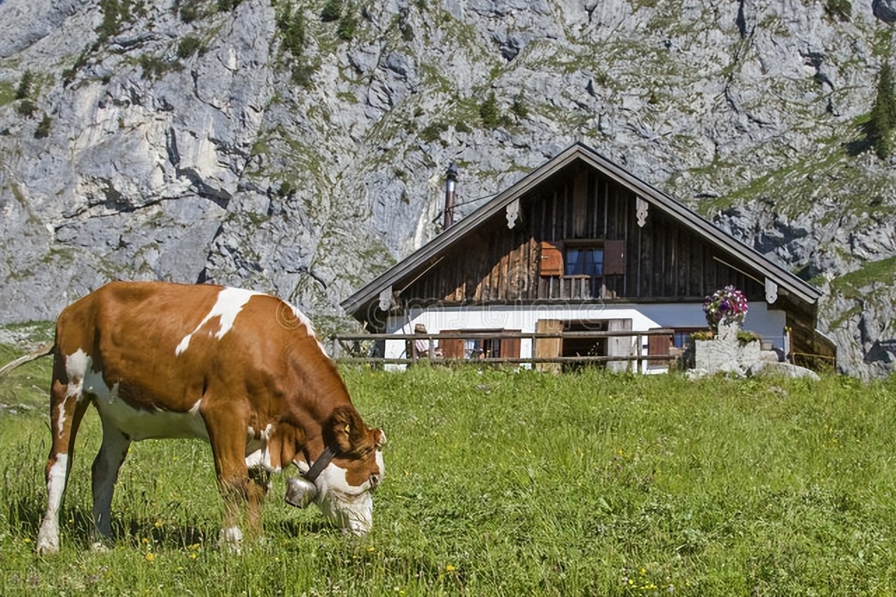 西门塔尔牛养殖教程今日牛价,2025年西门塔尔牛价行情预测