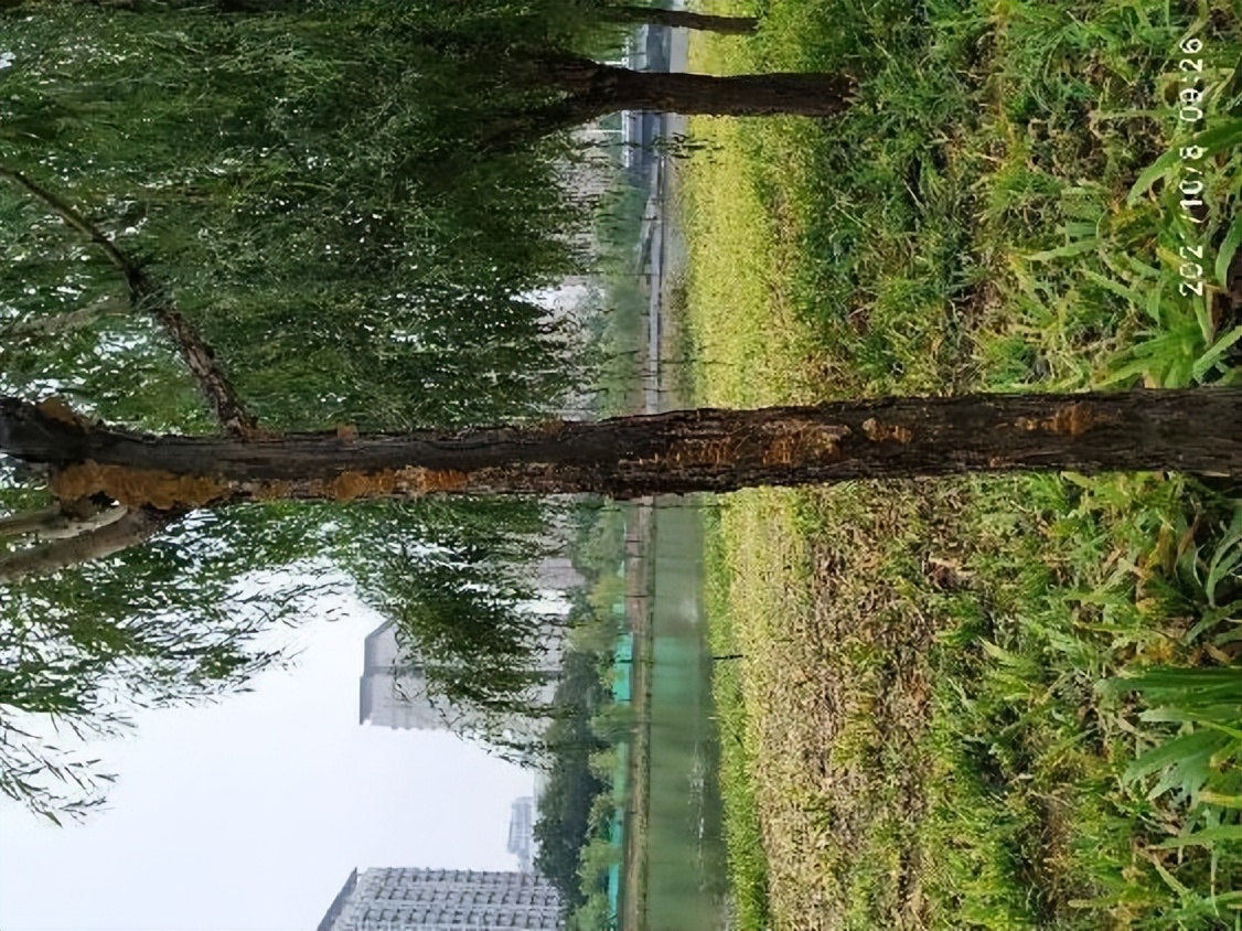 12月份园林绿化养护工作重点,元月份园林养护重点工作