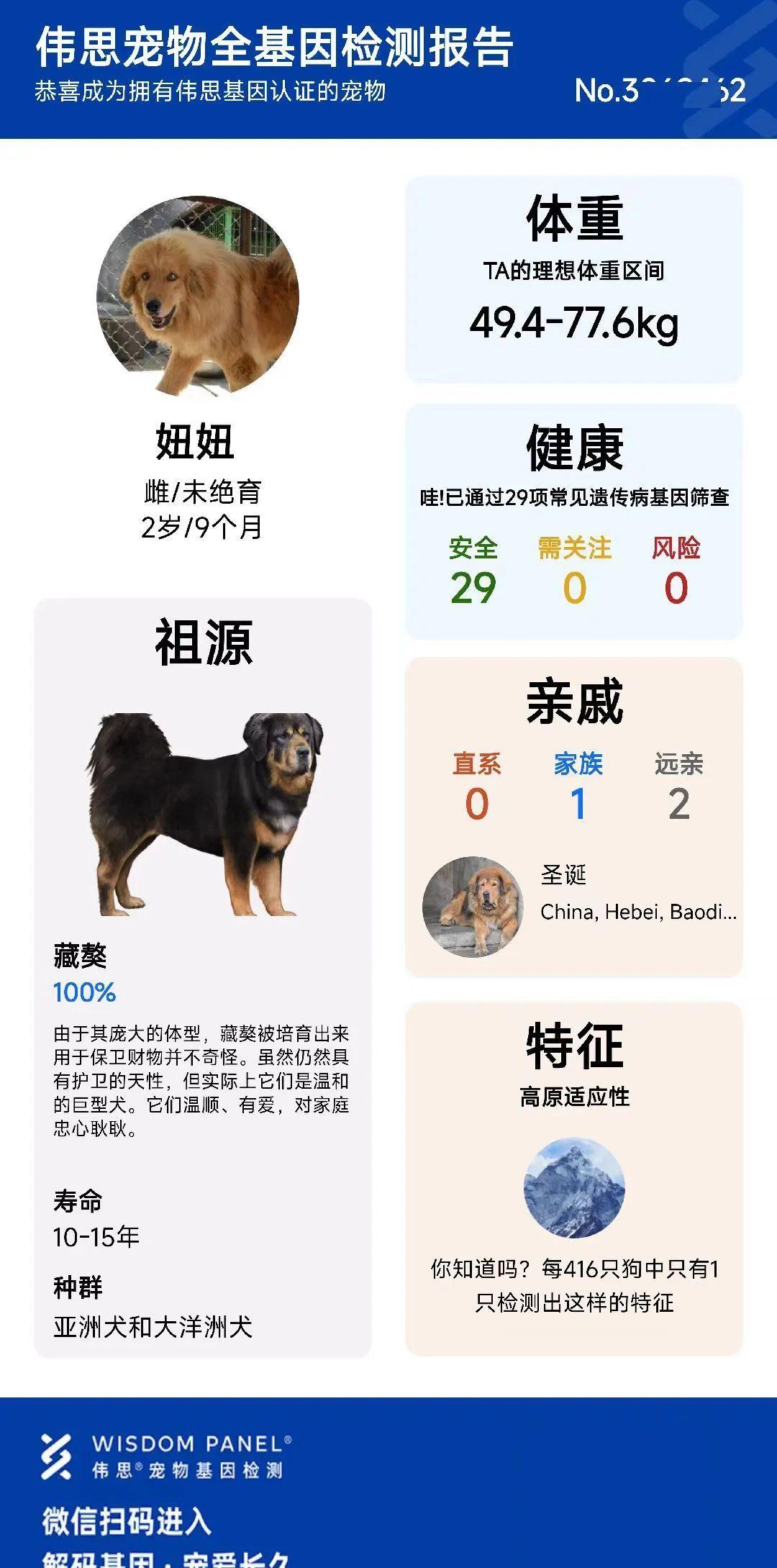 西藏纯种藏獒繁殖基地,藏獒养殖技术教学视频播放