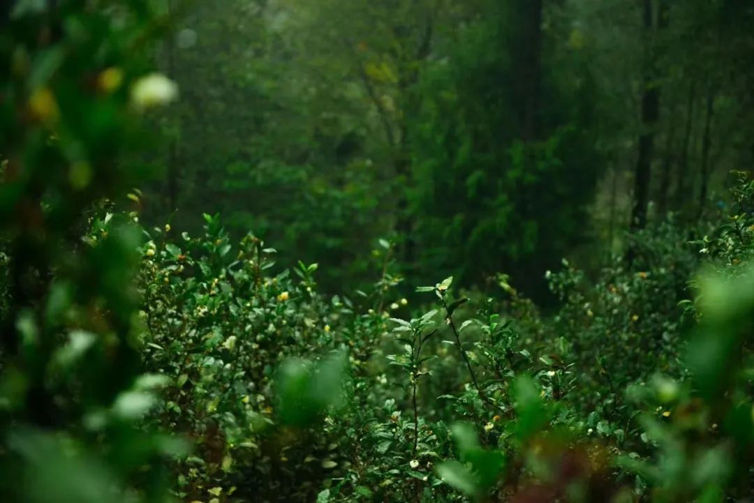 旺苍绿谷古道茶乡,旺苍千年古茶之乡