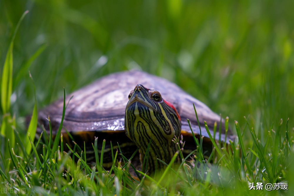 乌龟白眼不用药的治疗方法,乌龟白眼怎样治没有药