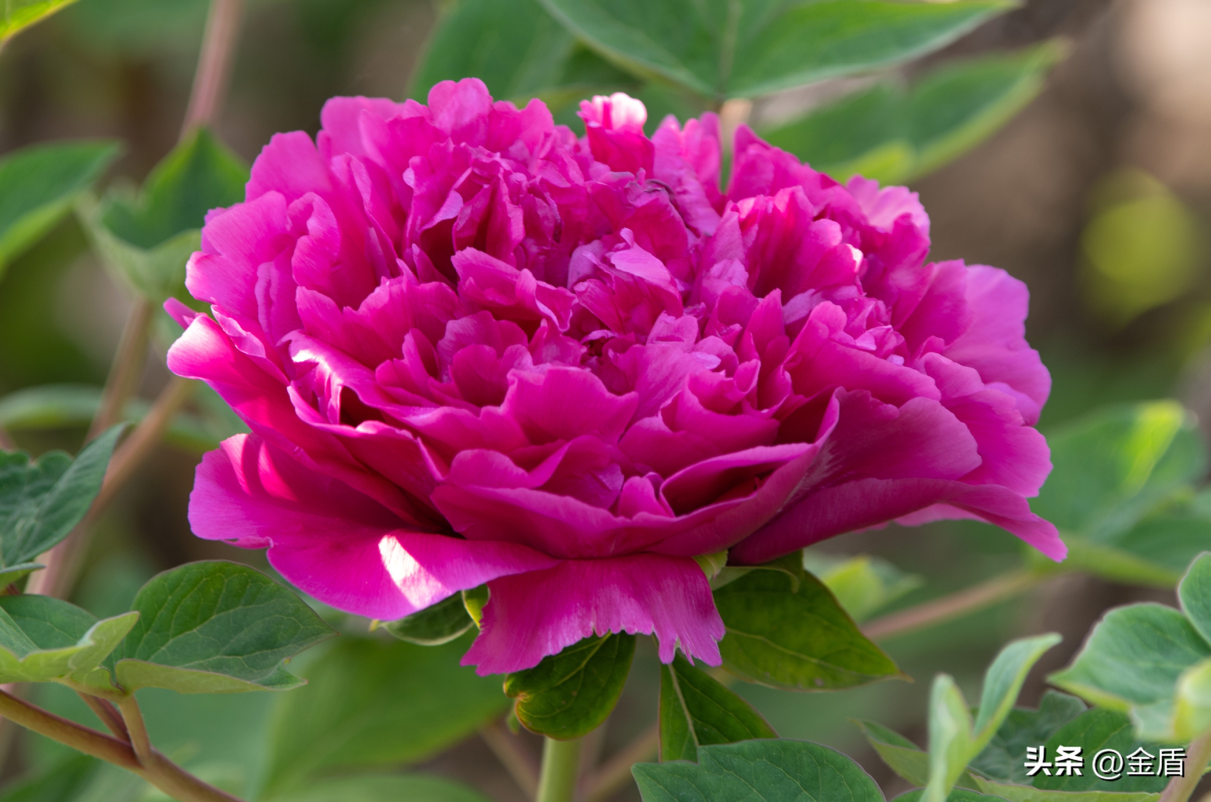 牡丹放在人面前人们会说雍容华贵,雍容华贵的国之牡丹惊艳了世界