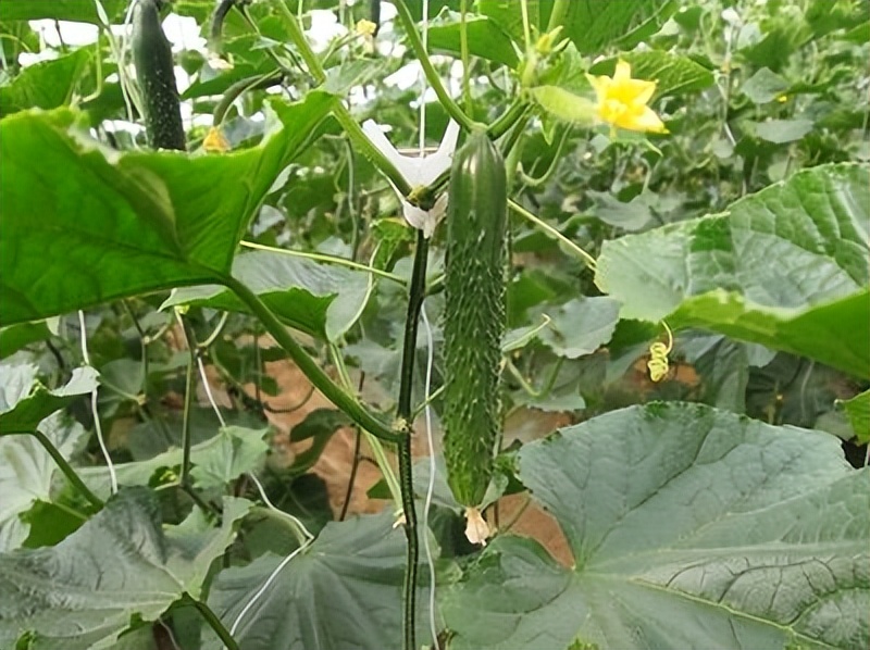 黄瓜得了霜霉病怎样处理,黄瓜霜霉病的防治方法