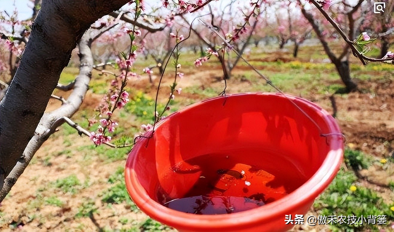 白酒能治瓜果蔬菜虫的方法,瓜果开始结果就有虫咬怎么办