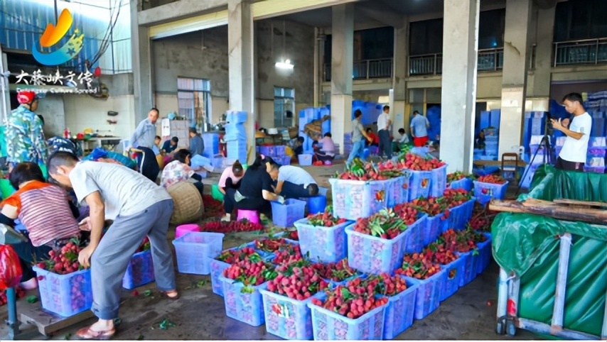 滴滴滴！2023年桂平荔枝最全采购指南！你的桂平荔枝已到达！