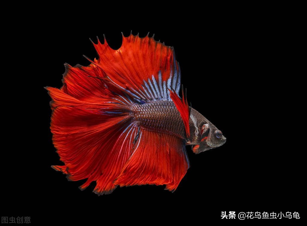 怎么防止斗鱼跳缸,泰国斗鱼会跳缸吗