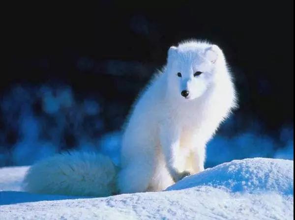 100多种名犬图片大全大图高清,100多种名犬图片大全大图