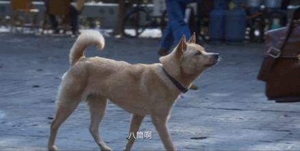 忠犬八公冯小刚到底有多感人,忠犬八公豆瓣高分