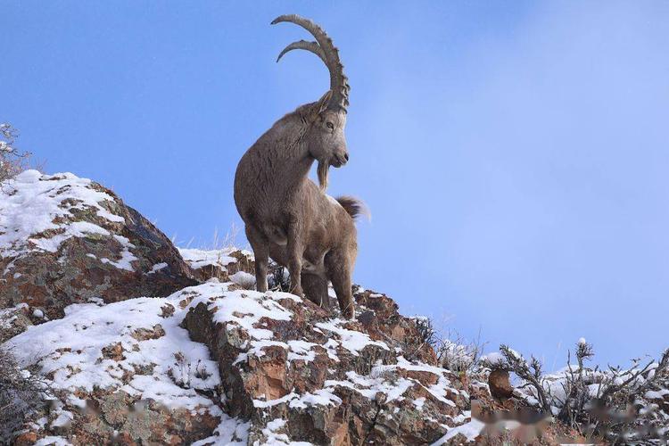 悬羊*仇报**｜祁连山黄药仙说：谁说羊都怕狼？悬羊斗狼令人叫绝