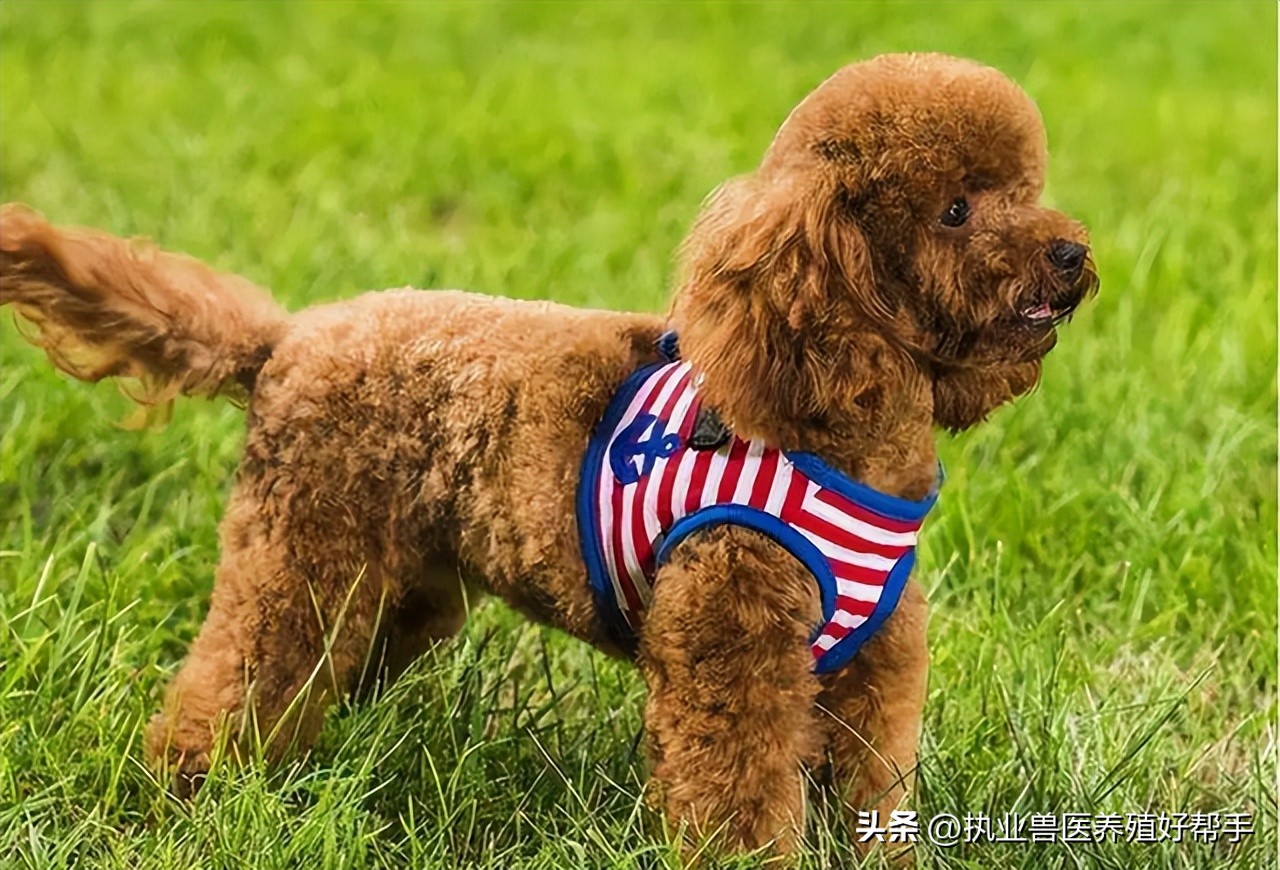 狗狗害怕洗澡怎么办？怎么让狗狗习惯洗澡