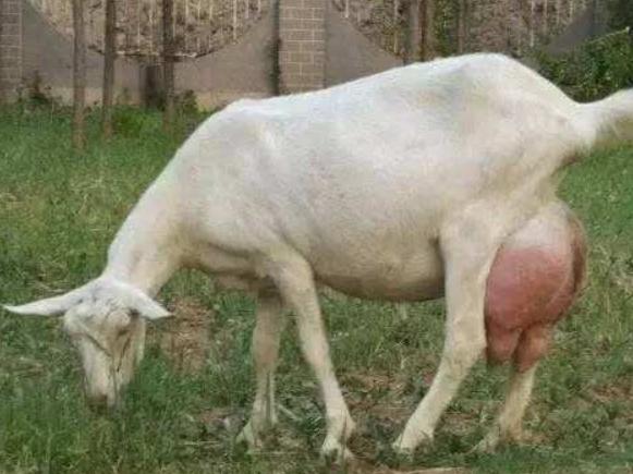 母羊乳房炎治疗方法,母羊乳房炎怎么治疗效果最好