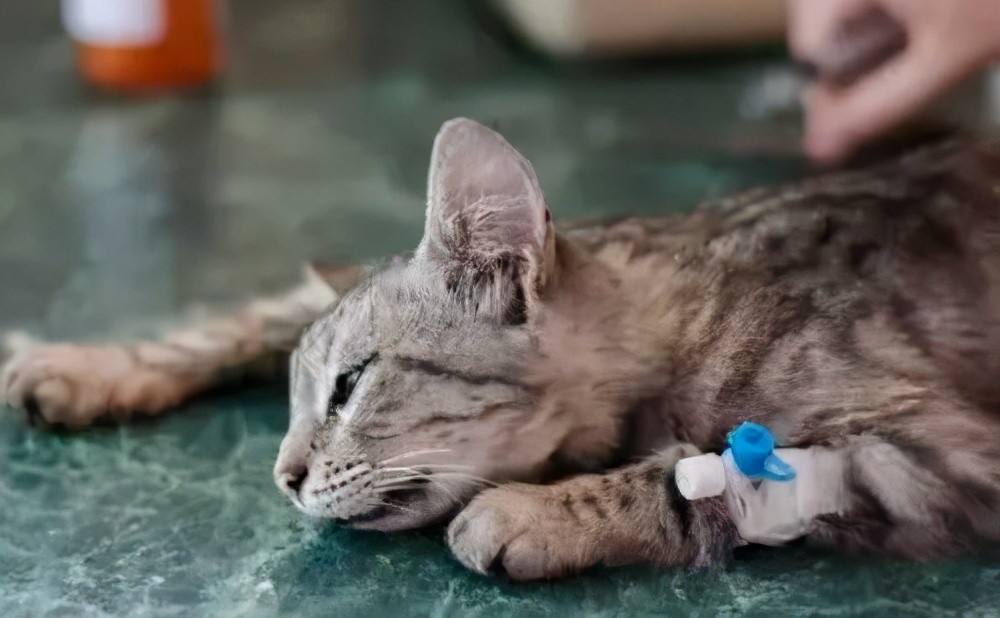 猫得了猫瘟病毒怎么办,治疗猫冠状病毒要多少钱