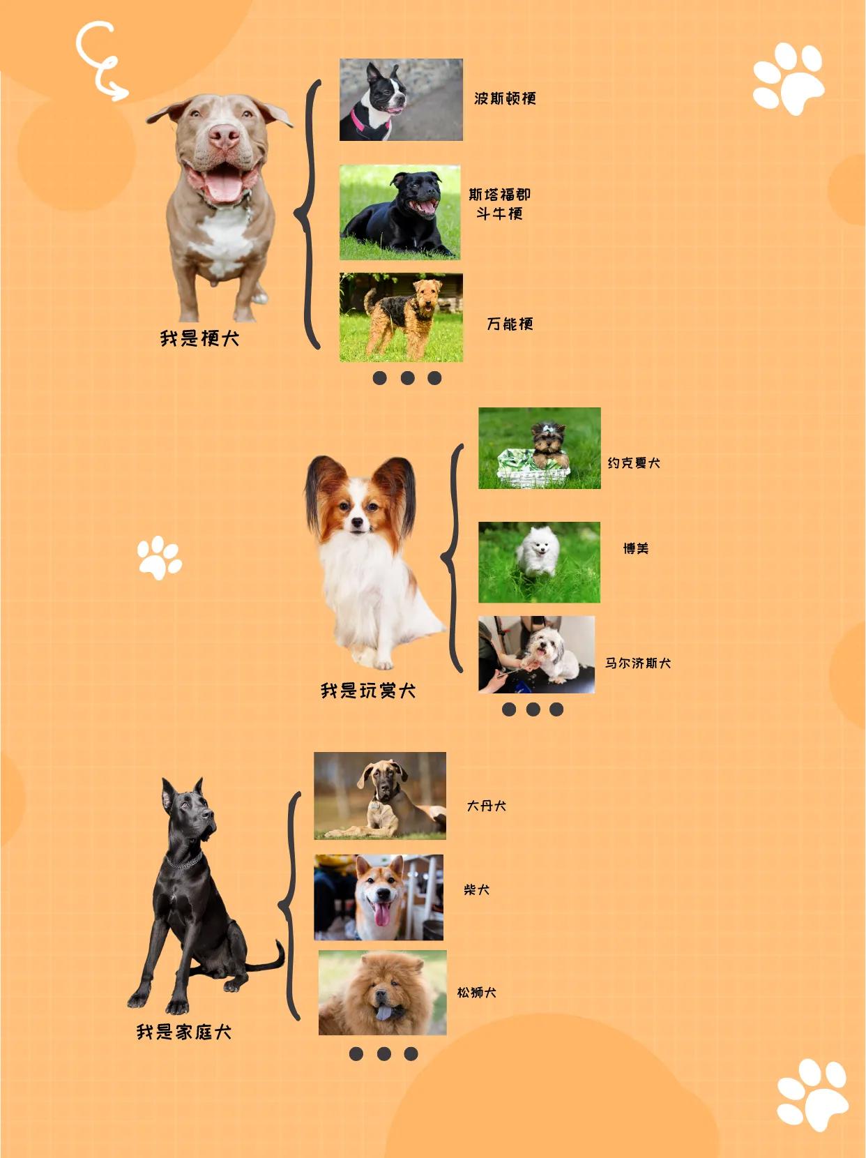 狗狗什么种类比较好,你知道狗狗种类有多少吗