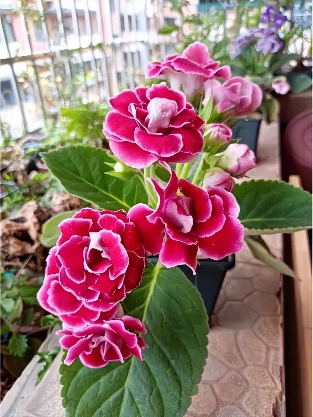 家里光线差就养这几种花,什么花散射光就可以养好