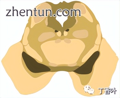 脑干的功能主要是什么作用,脑干控制人的什么功能