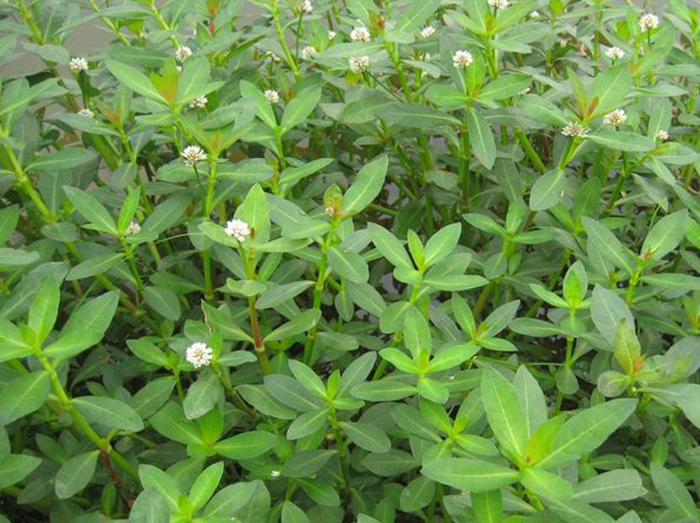 春天花园施什么肥,春天花园除虫