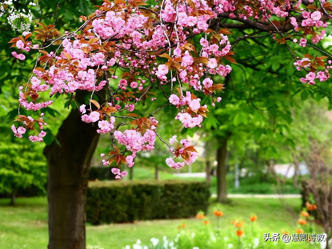 六年级作文课|六下习作三：让真情自然流露（附优秀范文15篇）