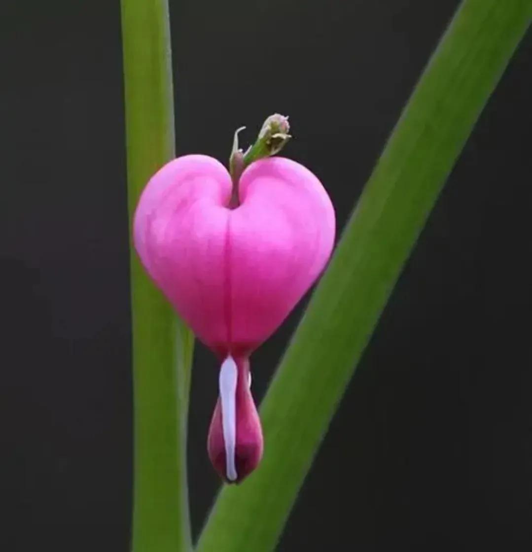 这二十幅极品花卉越看越醉,超好看又耐看的花卉图