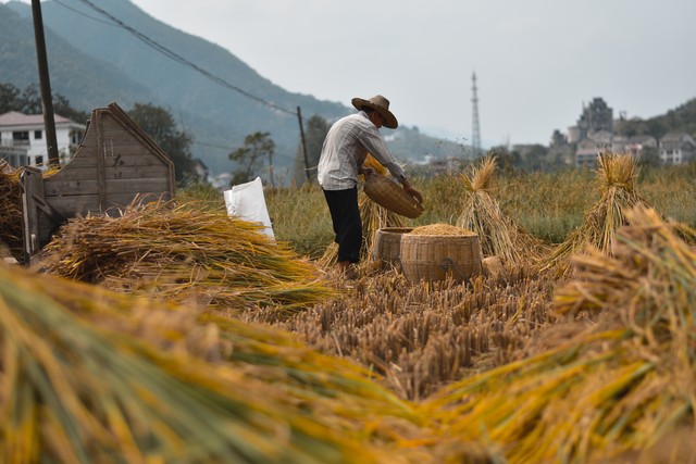 农村多子女继承宅基地使用权归谁,城镇户籍子女可继承宅基地使用权