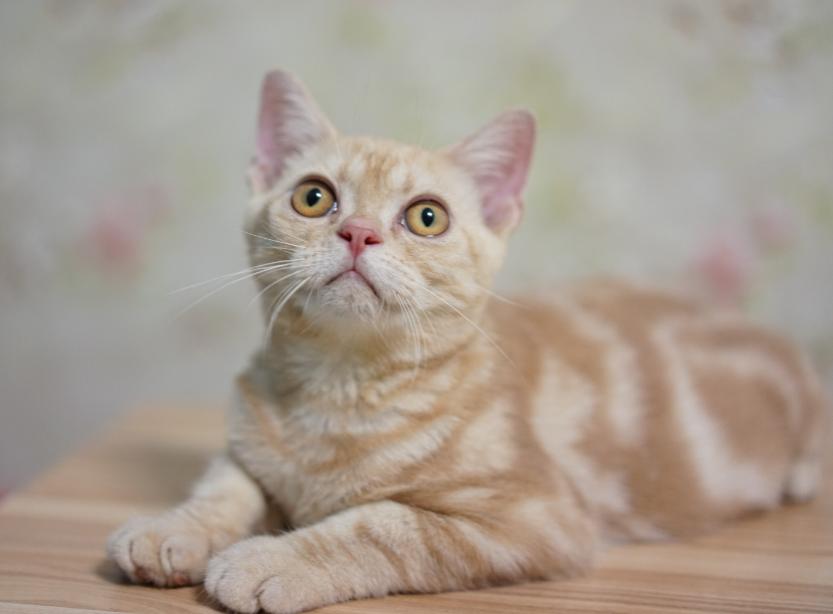 金色短毛猫是什么品种图片及价格,英国短毛猫品种分类标准图片大全