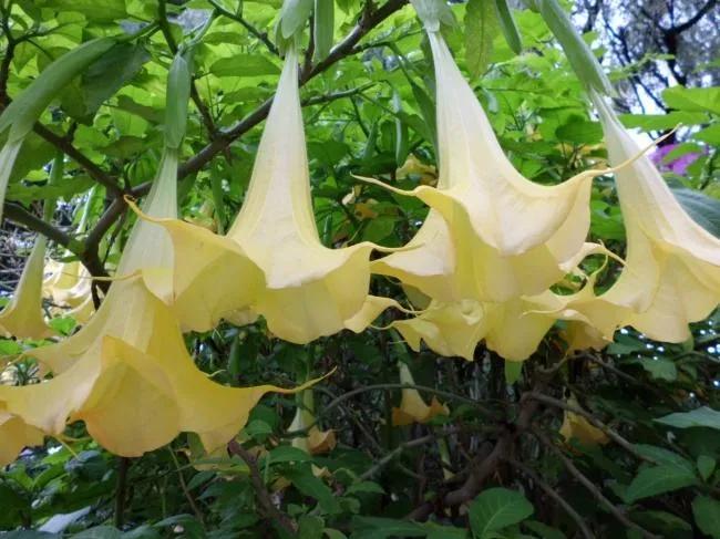 曼陀罗心理绘画步骤,曼陀罗绘画梦想