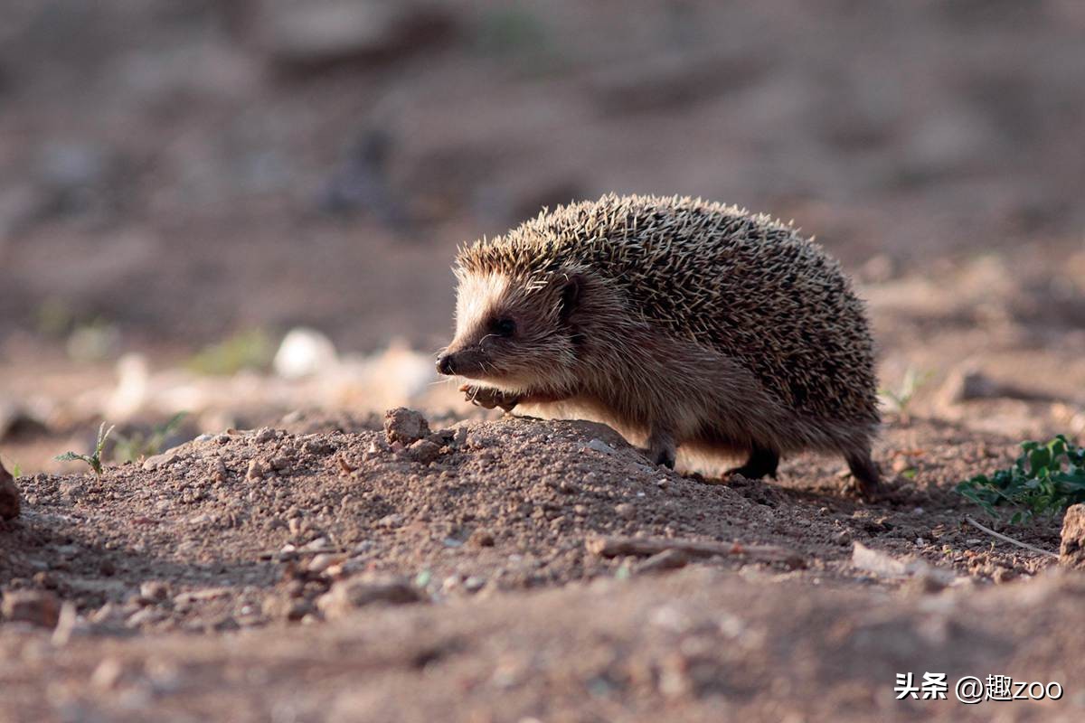家庭宠物哪个好养活,养殖哪些宠物好养活