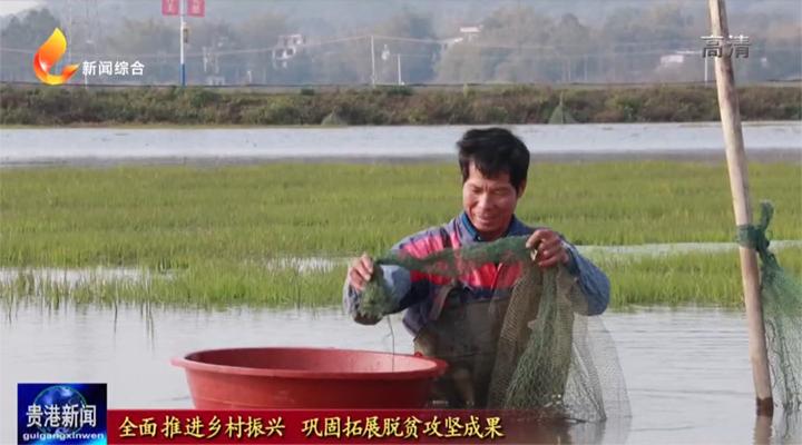 「全面推进乡村振兴巩固拓展脱贫攻坚成果」桂平市石咀镇：鸵鸟特色养殖“奔”出致富加速度