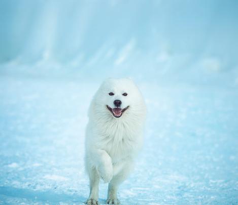 萨摩耶的优点和缺点好养吗,边牧和萨摩优缺点
