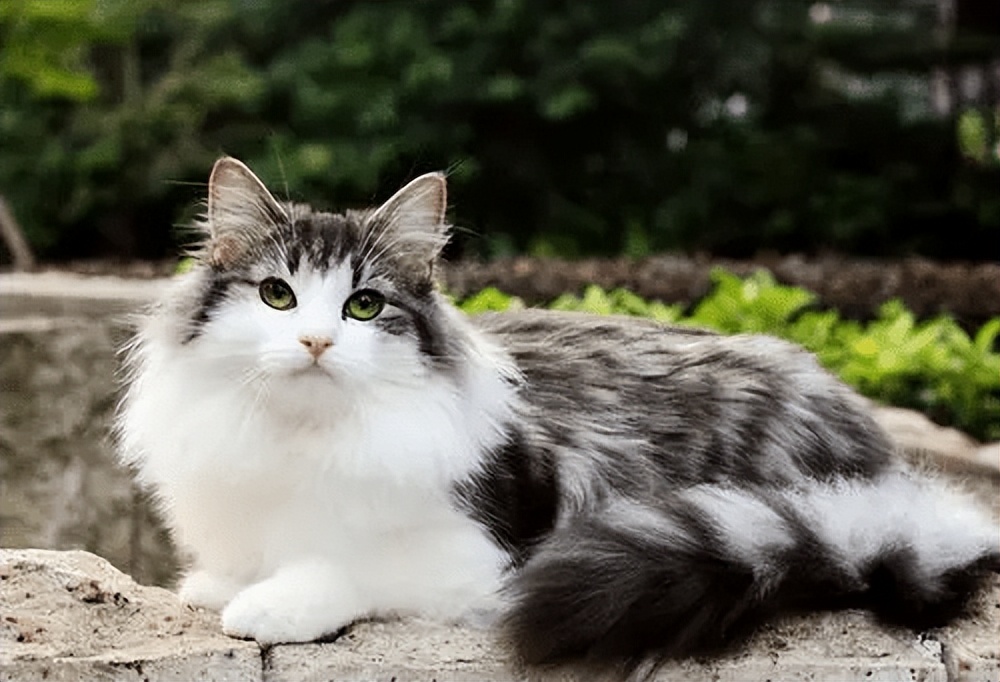 缅因身材布偶长相,缅因猫和挪威森林猫体型对比
