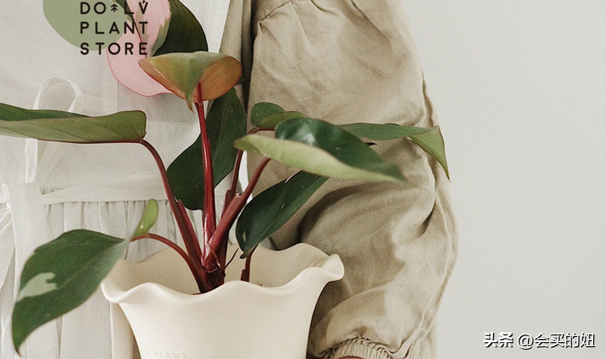 好看的绿植店铺推荐,招财又好养的店铺绿植