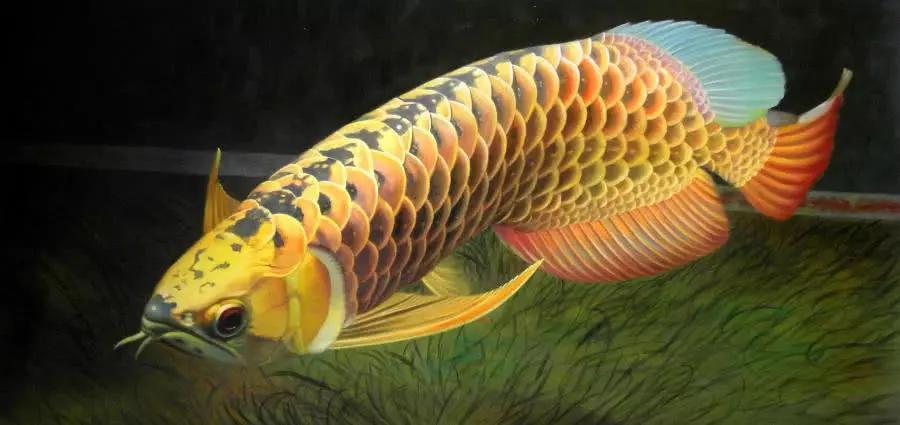 如何养好金龙鱼,如何养金龙鱼技巧