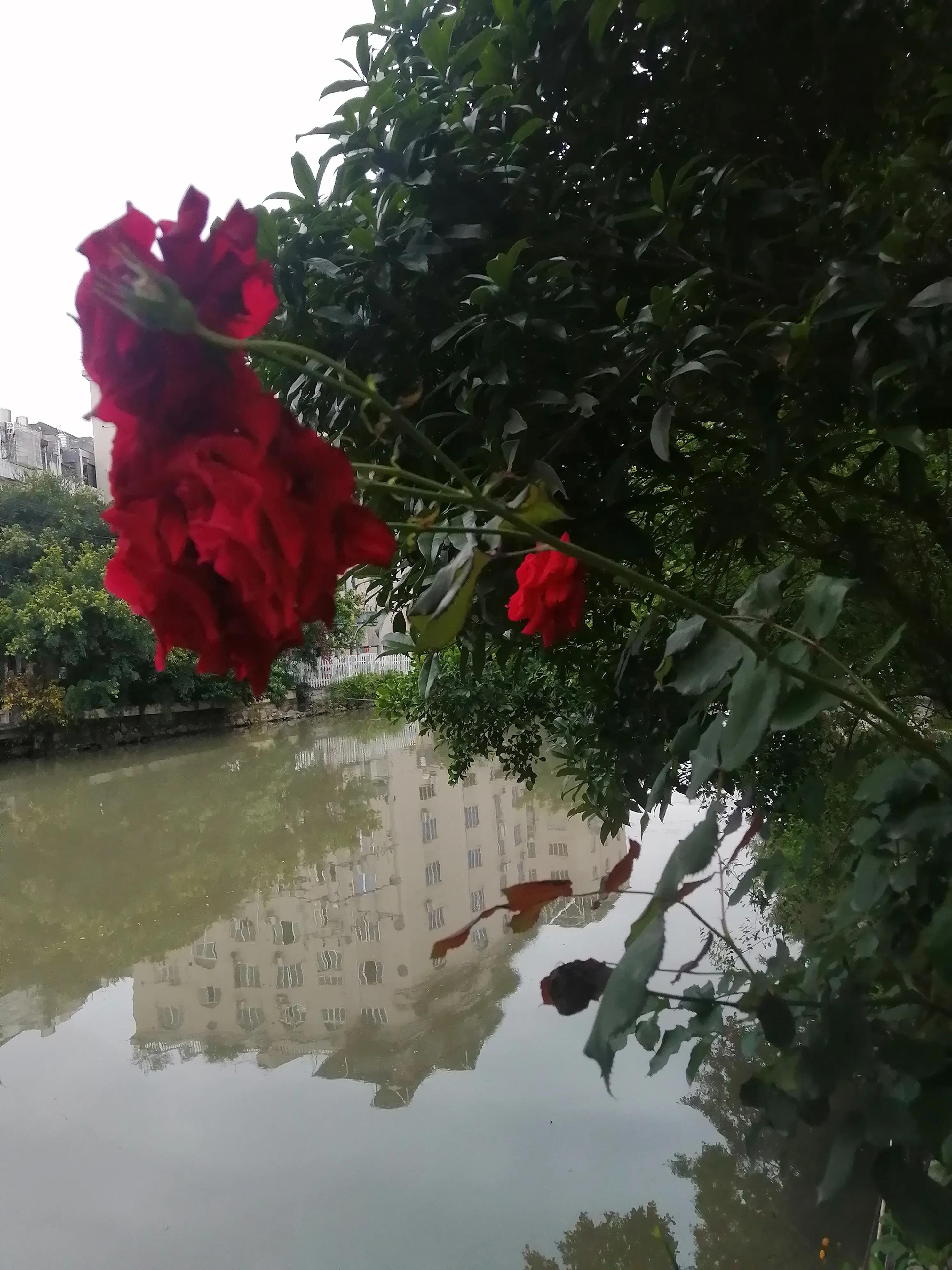 回娘家买车厘子,回娘家给父母和哥嫂买啥礼物