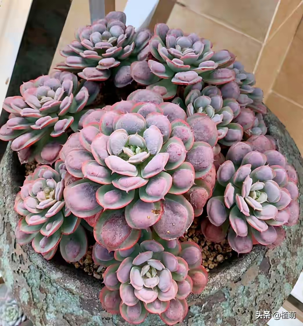 十二卷多肉的品种图鉴,100种多肉植物图片大全