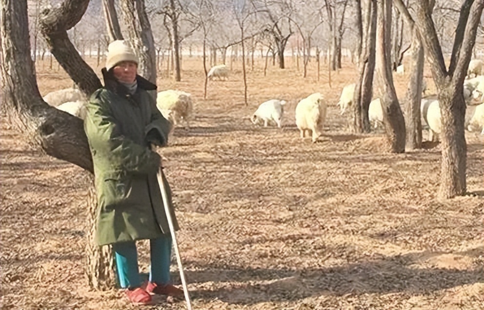 冬天羊最怕吃什么？这6样东西，是造成肉羊生病或死亡的“元凶”