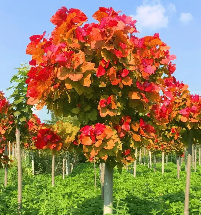 东方彩韵,东方彩韵10公分图片