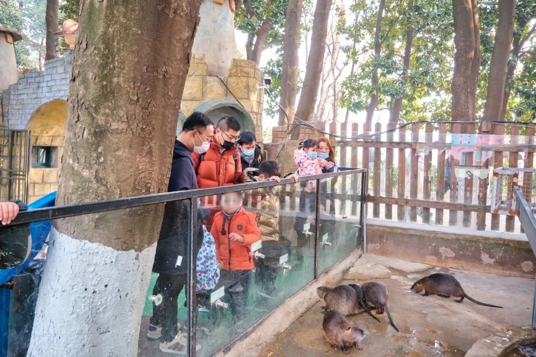红山动物园亏损3千万网友很着急,近两年疫情原因导致亏损如何翻身