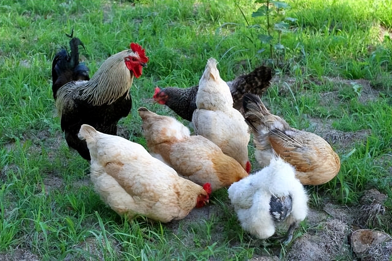 鸡舍湿度大小对鸡的影响,鸡舍湿度过低对产鸡有什么影响