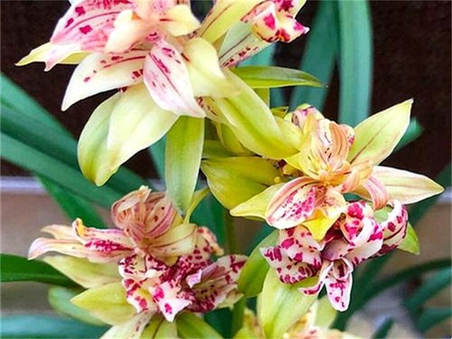 富山奇蝶兰花墨绿色的叶子,富山奇蝶比绿萝好养活