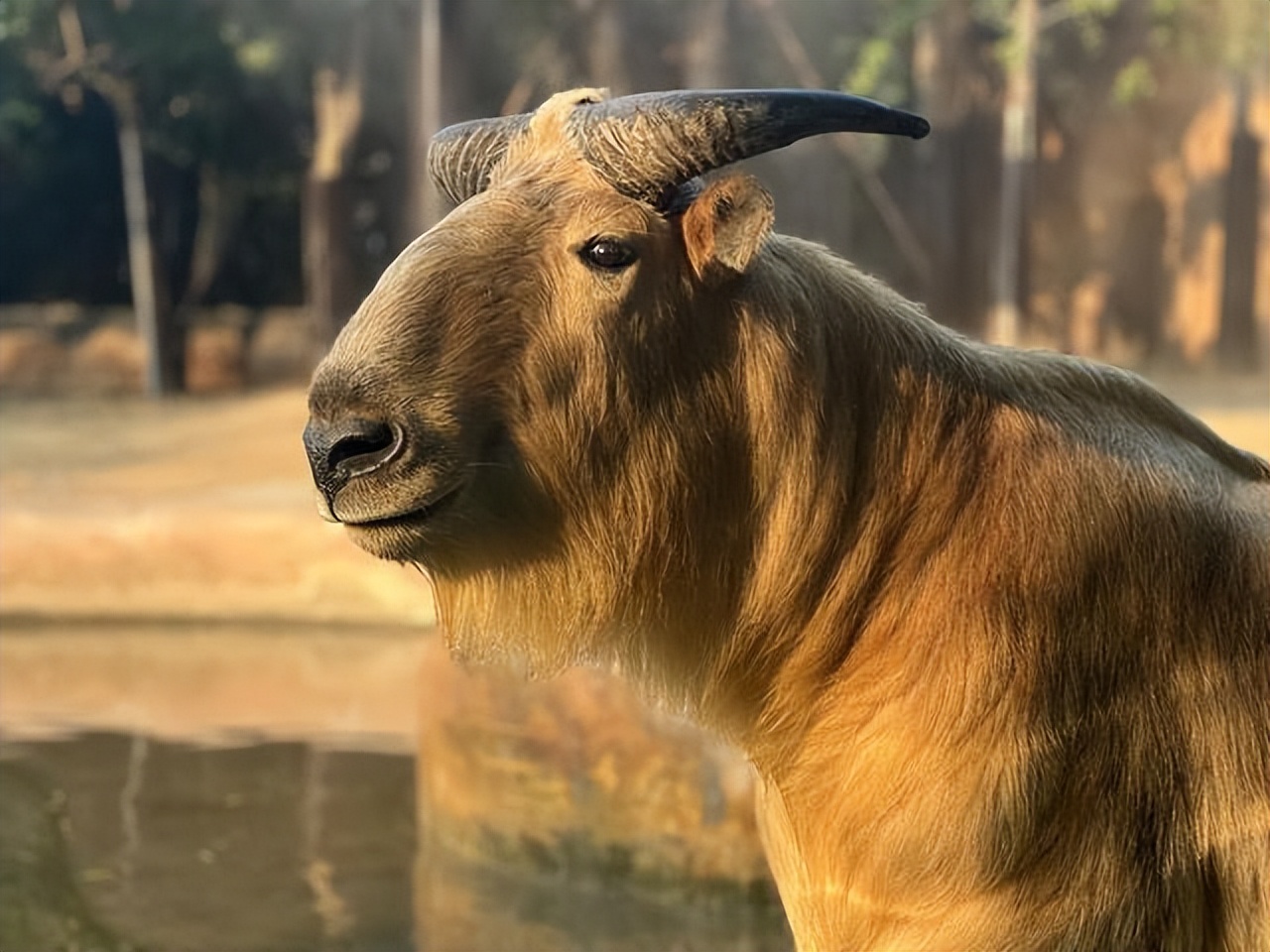 羚牛国宝,金毛羚牛