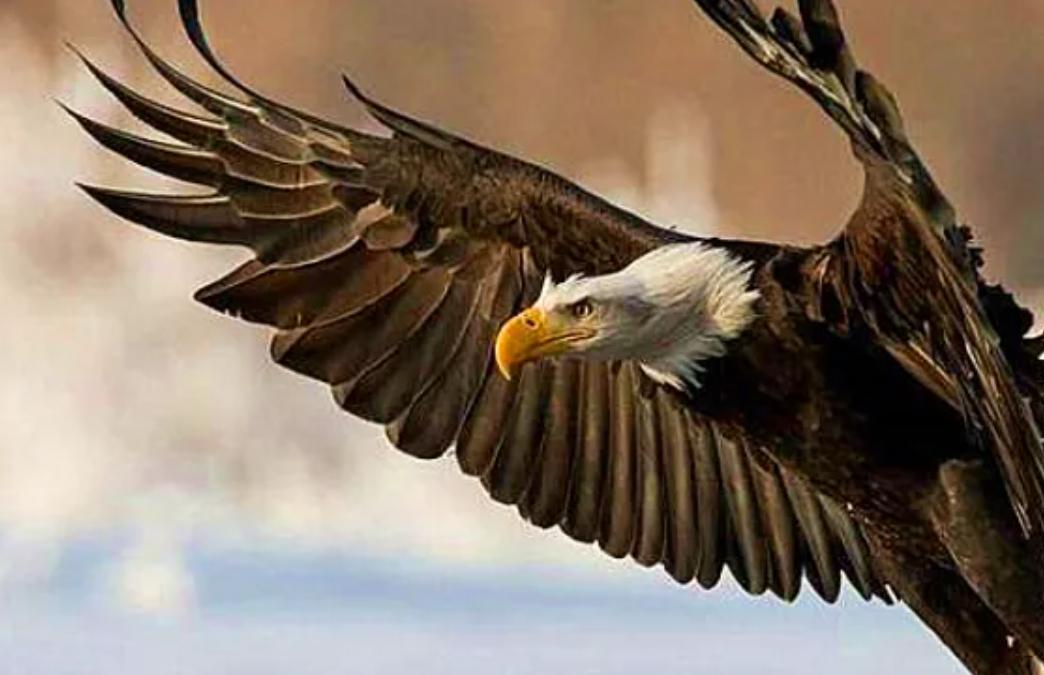 老鹰还能免疫蛇毒？不分品种逮着就吃，毒蛇真的拿老鹰没办法吗？