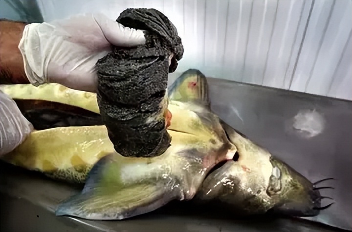 鱼子酱25万一小勺,顶级鱼子酱为什么这么贵