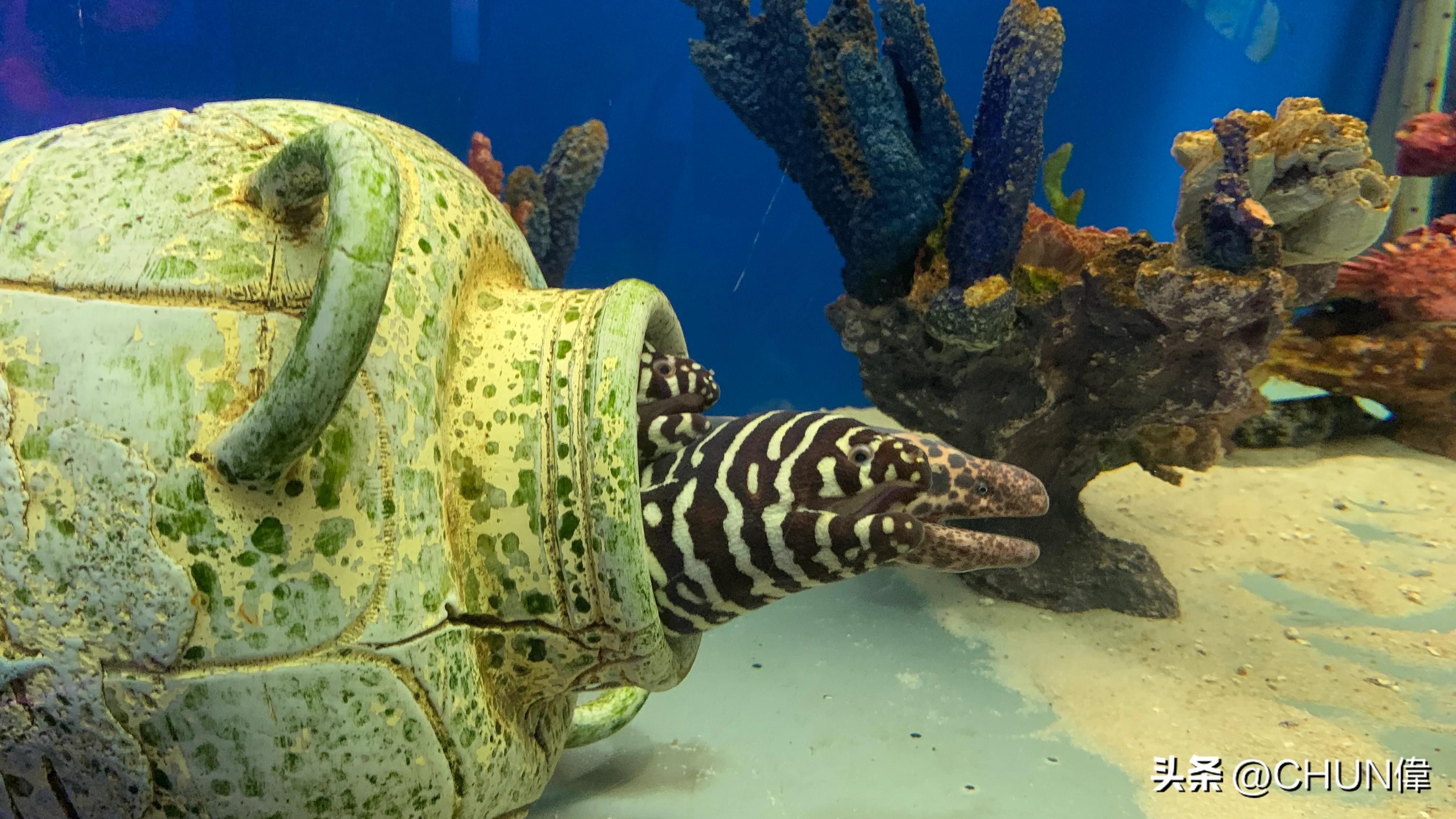 自由行厦门鼓浪屿四天怎么安排,鼓浪屿一日游五一